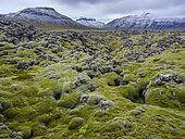 Lava overgrown with moss. Berserkjahraun, a lava flow on Snaefellsnes peninsula, dating back app 4000 years. Europe, Northern Europe, Iceland, September