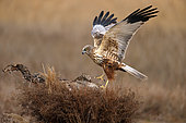 Marsh harrier (Circus aeruginosus) on a stump, open wings, France