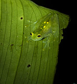 Glass frog (Hyalinobatrachium aureoguttatum), Chocó region, Colombia