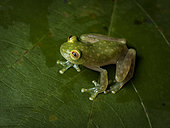 Glass frog (Hyalinobatrachium carlesvilae), Peru