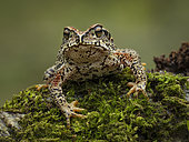 Mountain toad (Incilius bocourti), Guatemala