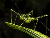 Katydid, Ecuador