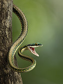 Mexican Parrot Snake (Leptophis mexicanus), Guatemala