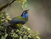 Moss-backed Tanager (Bangsia edwardsi), Mashpi, Ecuador