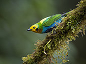 Multicolored Tanager (Chlorochrysa nitidissima), Colombia