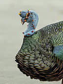 Ocellated Turkey (Meleagris ocellata), Guatemala