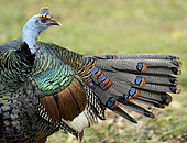 Ocellated Turkey (Meleagris ocellata), male’ preening, Guatemala