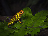 Red-headed Poison-frog (Oophaga anchicayensis), Colombia