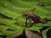 bullseye Poison-frog (Oophaga histrionica), orange morph, Colombia