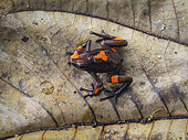 bullseye Poison-frog (Oophaga histrionica), orange morph, Colombia