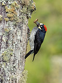 Acorn woodpecker (Melanerpes formicivorus) feeding on beetle, Chiriquí Highlands, Panama