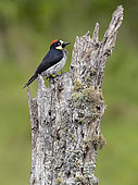 Acorn woodpecker (Melanerpes formicivorus) on old lichen-covered ilog, Chiriquí Highlands, Panama