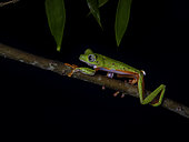 Hull’s treefrog (Agalychnis hulli) walking on branch, Tarapoto, Peru