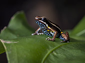 Amazon Poison-frog (Ameerega altamazonica), morphdendrobatidae “Ojos de Agua”, Peru