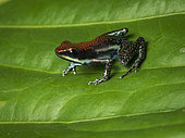 Poison-frog (Ameerega parvula), Peru