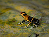 Summer’s Poison-frog (Ameerega summersi), Peru