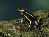 Three-striped Poison Frog (Ameeregar trivittata), Peru