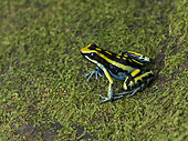 Pleasing Poison Frog (Amereega bassleri), “Ojos de Agua” morph, Peru