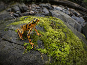 Toad Mountain Harlequin Toad (Atelopus certus), Darien, Panama