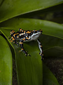 Harlequin toad (Atelopus seminiferus), “el Dorado” morph, Peru
