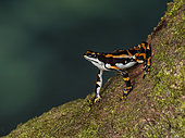 Harlequin toad (Atelopus seminiferus), “el Dorado” morph, Peru