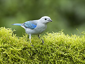 Blue-gray Tanager (Thraupis episcopus), Panama