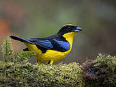 Blue-winged Mountain Tanager (Anisognathus somptuosus), under a drizzle, Mindo, Ecuador