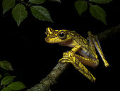 Imbabura Tree Frog (Boana picturata), Peru