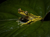 Imbabura Tree Frog (Boana picturata), Peru