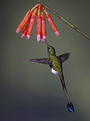 Booted Rackettail (Ocreatus underwoodii) feeding on flowers, Ecuador