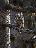 Boreal Owl (Aegolius funereus), Spanish Pyrenees