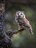 Boreal Owl (Aegolis funereus), Spanish Pyrenees