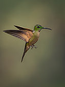 Fawn-breasted Brilliant (Heliodoxa rubinoides), in flight, Ecuador