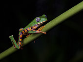 Orange Monkey Frog (Callymedusa tomopterna), female, Peru