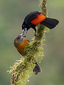 Scarlet-rumped Tanager (Ramphocelus passerinii), male and female, Chiriqui, Panama