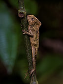 Helmeted Iguana (Corytophanes cristatus), Bocas del Toro, Panama