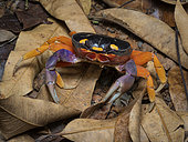 Red Land Crab (Gecarcinus quadratus), in dry forest leaf litter, Darien, Panama
