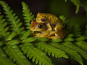 Lesser Treefrog (Dendropsophus minutus), pair in amplexus, Tarapoto, Peru