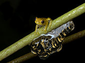 Lesser Treefrog (Dendropsophus minutus), male caring for eggs, Tarapoto, Peru