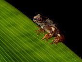 Tree frog (Dendropsophus sp), recently metamorphosed froglet, Peru