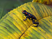 Santiago poison-frog (Excidobates captivus), Peru