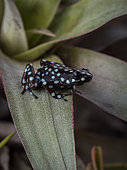 Marañon Poison-frog (Excidobates mysteriosus), small-spotted morph, Peru