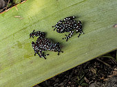 Marañon Poison-frog (Excidobates mysteriosus), small-spotted morph, Peru