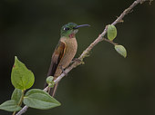Fawn-breasted Brilliant (Heliodoxa rubinoides), male, Mindo, Ecuador