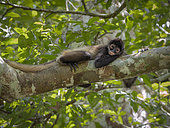 Geoffroy’s Spider Monkey (Ateles geoffroyi), Tikal, Guatemala