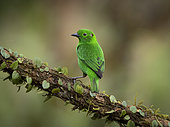 Glistening-green Tanager (Chlorochrysa phoenicotis), Mashpi, Ecuador