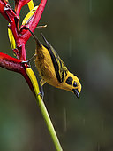 Golden Tanager (Tangara arthus), on heliconia flower, Colombia