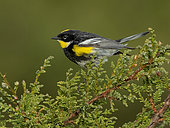 Goldman’s Warbler (Setophaga goldmani), Guatemala