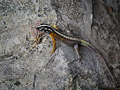 Day gecko (Gonatodes atricucullatus), Peru
