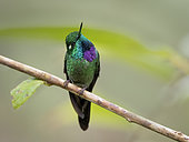 Purple-bibbed Whitetip (Urosticte benjamini), male, Mindo, Ecuador